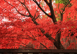 糸魚川の紅葉