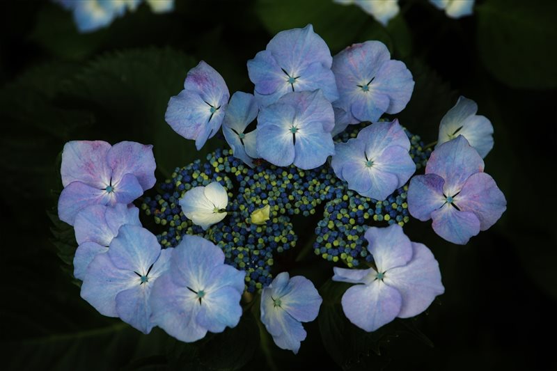 大王あじさい園